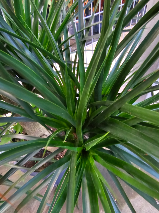 calathea orbifolia substrat Calathea orbifolia – The Victorian Atlanta main image 0
