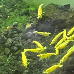 Yellow golden back shrimp yellow neon backline shrimp high grade yellow neocaridina dwarf shrimp yellow goldenline shrimp aquascape algae eater peaceful dwarf shrimp freshwater shrimp | TAG Ecohill