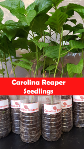 Carolina Reaper Seedlings