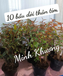 [Cây dược liệu] 10 chậu 100 cây giống dòi thân tím rễ chùm hỗ trợ phổiho...-Vườn Minh Khương
