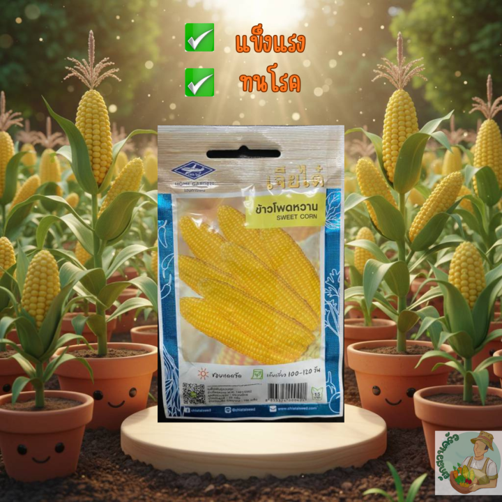 เมล็ดข้าวโพดหวาน เจียไต๋ CT/OP-135 สำหรับผักสวนครัว