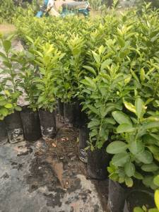 มะนาวแป้นรำไพ แบบเพาะเมล็ด แพ๊ค10ต้น200บาท พร้อมปลูก