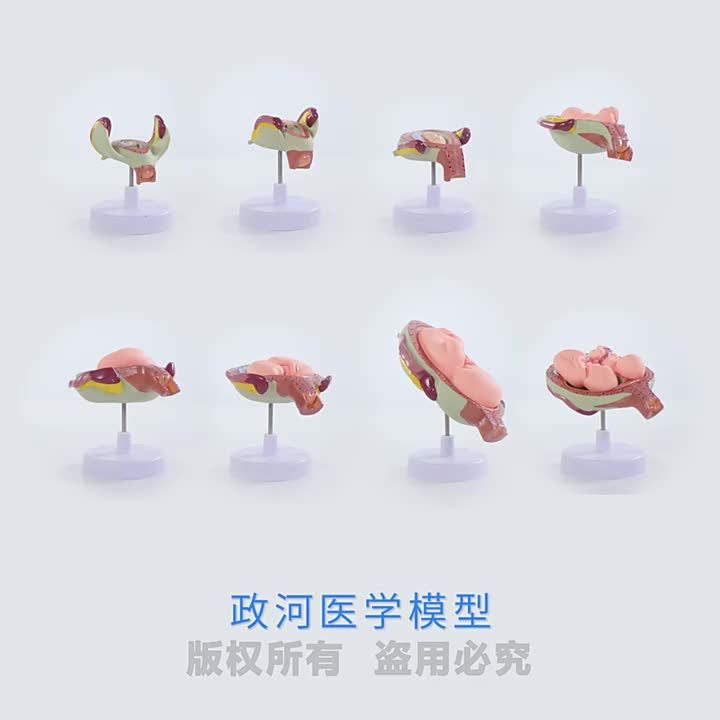 LZD Pregnancy Embryo Development Process Model Family Planning Model ...