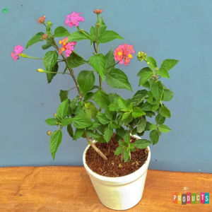 Bibit Tanaman Hias Bunga Lantana Tembelekan Kondisi Berbunga Lebat Warna Warni