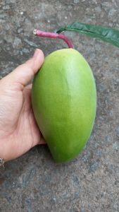 1 Quả xoài cát Hòa Lộc size lớn kích thước 20cm giả - Trái cây giả - TUYET XUAN SHOP