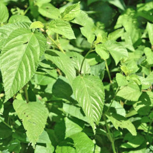 Hạt giống rau đay xanh cao sản ( rau đay trắng) gói 20 gram
