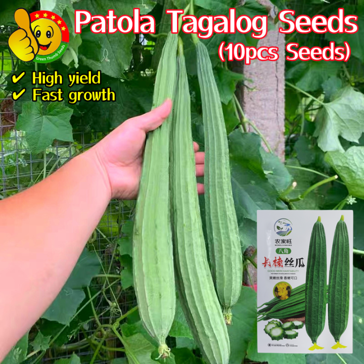 100 Original High Yield Patola Tagalog Seeds For Planting Fresh 10pcs Seeds F1 Hybrid Long 7486