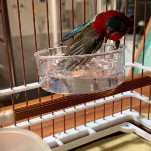 Combo 2 Cóng Tắm Cóng Ăn Chén Đựng Sâu Trứng kiến cho chim hút mật  vành khuyên chòe đất nhỏ gọn tiện dụng