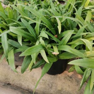 หญ้าปักกิ่ง1ชุด2ถุง