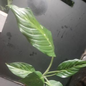 ต้นพญาช้างเผือก นิยมปลูกเป็นไม้ประดับกันมาก ♦ อายุมากขึ้นจะยืดยาว 1-2 ข้อ มาปักชำ ไม่นานก็จะแตกราก