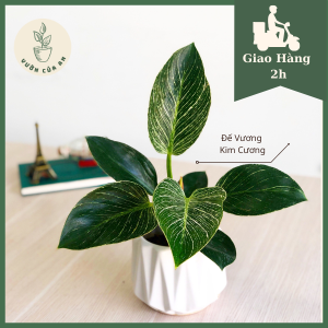 Cây Trầu Bà Đế Vương Kim Cương Birkin (cao 30 - 40cm) cây phong thủy mini cây trồng trong nhà trang trí nội thất văn phòng kiểng lá giá rẻ Vườn Của An