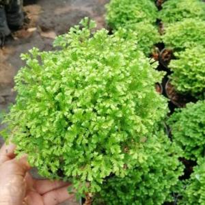 TANAMAN HIAS LUMUT AMBON / TANAMAN ASPARAGAUS