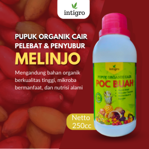 Pupuk Pelebat Buah Melinjo / Pupuk Melinjo / Obat penyubur dan Pelebat Buah Melinjo Pupuk Organik