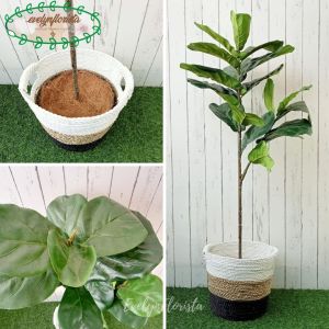 Tanaman Hias Pohon Artificial Ketapang X2 T120 Cover Anyaman Seagrass Handle Hiasan Caffe