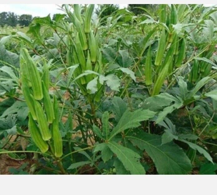 Okra HEAVY HITTER Heirloom Most Productive Okra Seeds Lazada PH