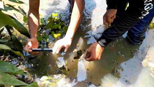 KAIL PANCING UREK BELUT (10RB DAPET 3 PANCING)