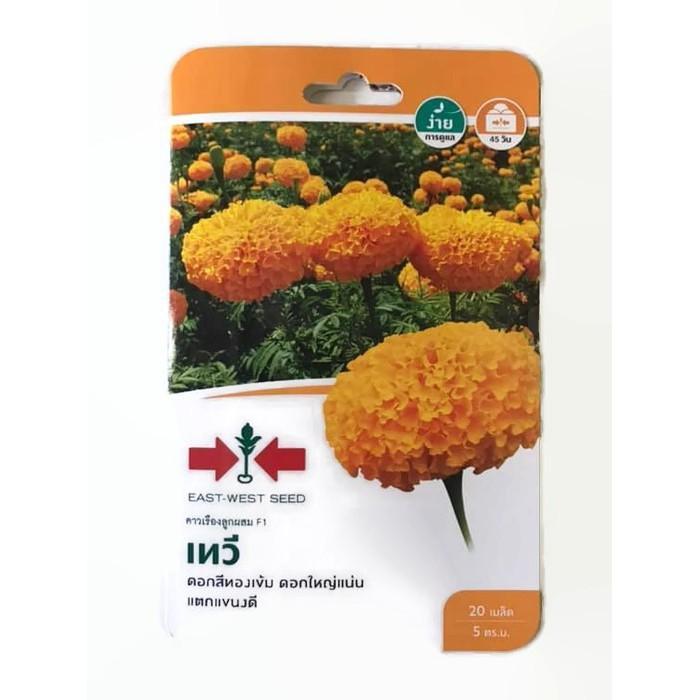 เมล็ดพันธุ์ดาวเรือง ศรแดง เทวี ดอกสวย