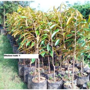 Bibit Durian Matahari Super Okulasi
