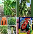 " Gói 120 "Hạt Giống Đu Đủ Lùn Cao Sản Phuket Thái Lan Siêu Ngọt [Seeds]. 