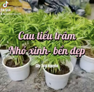 [Mua 2 giảm 15K ship] CÂY CAU TIỂU TRÂM 2 size (cao 15cm) cây phong thủy hút tài lộc để bàn mini GIÁ RẺ lọc không khí Cây Tươi Nguyên CTN0010