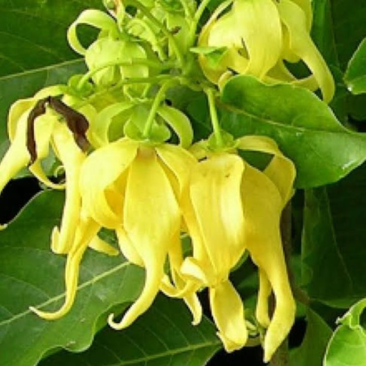 Ylang ylang flower seeds Lazada PH