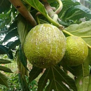 Bibit Sukun Bangkok Jumbo Berkualitas