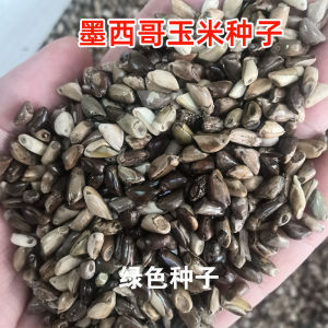 Imported Mexican Premium 12 Corn Grass Seeds Pasture Seeds High Yield Breeding Grass Seeds for Pigs Cattle Sheep Rabbits Livestock Seeds