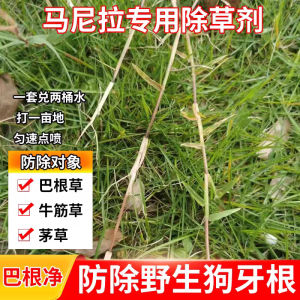 ( Fast removal ) Yingke Ba Gen Jing Jing Killer for Manila Special for Removing Wild Dog Tooth Grass Ba Gen Grass Oxalis and Crabgrass