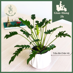 Cây Trầu Bà Chân Vịt (cao 30 - 35cm) Cây cảnh phong thủy hút tài lộc cây trồng trong nhà trang trí nội thất văn phòng lọc kh