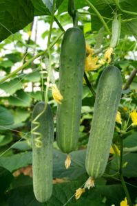 Hạt giống dưa leo lai F1 807 trang nông 10Gg tầm 320H