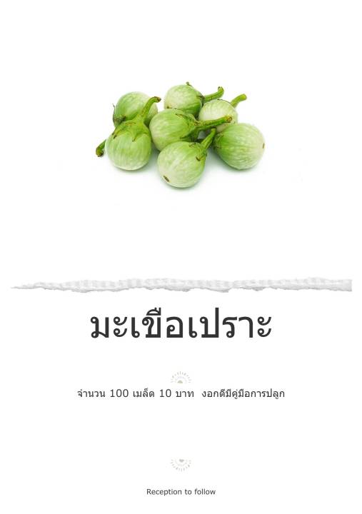 เมล็ดพันธุ์ผัก มะเขือเปราะ พันธุ์พื้นบ้าน งอกดี