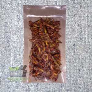 Belalang Sawah Mentah Simeut Mentah Dadakan Per Bungkus