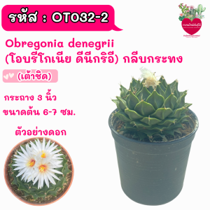 Obregonia denegrii (โอบรีโกเนีย ดีนีกริอี) กลีบกระทง
