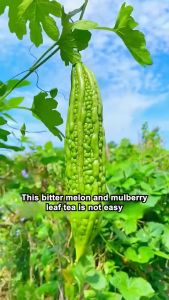 On Sale Elderly Nourishing Bitter Melon Herbal Tea Reduce Night Urination Boost Vitality Balance Blood Glucose COD