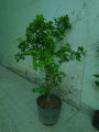 Cây Nguyệt quế. 
