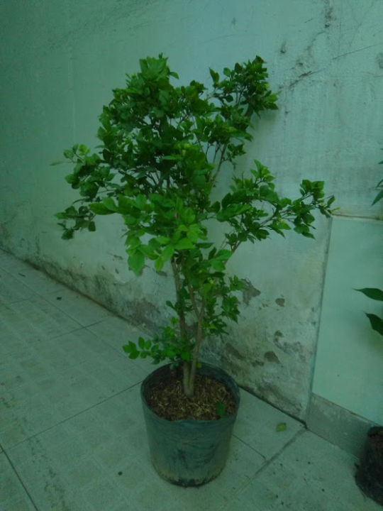 Cây Nguyệt quế