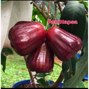 Bibit Jambu Air Dalhari Super Okulasi