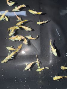 24K Gold SB Guppy short body vietnam line pure breed