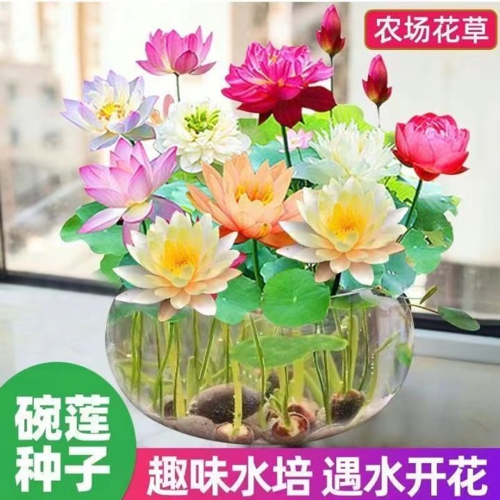 Open Sided 20Pcs Bowl Lotus Flower Seeds Water Lily Home Garden Plants ...