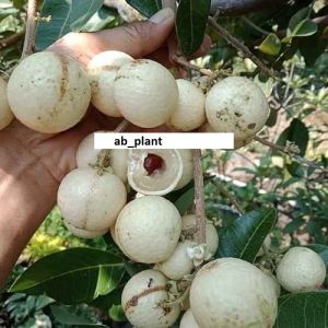 Bibit Kelengkeng Matalada Okulasi Super Cepat Berbuah