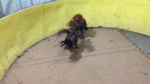 ไข่เชื้อลูกครึ่ง พม่า/ฟิลิปปินส์ ครับ เพิ่มความเร็ว เตะหนัก บิวรัวๆ