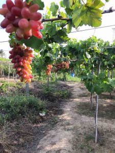 Nho ngón tay ( hồng nhật 152 )