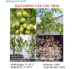 Hạt giống cây ăn trái cóc lùn Thái Lan ( 1 gói 5 hạt )