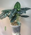 Aroid Potting Mix (Peat coarse + Perlite Cocochip med + Pumice fine + Rice husk) (6L). 