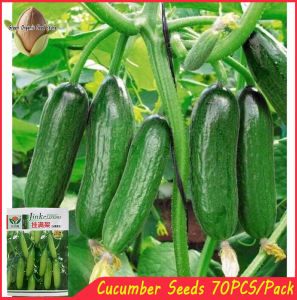 70SEEDS -CUCUMBER SEEDS HYBRID/EASY TO GROW/HIGH YIELDI-A657