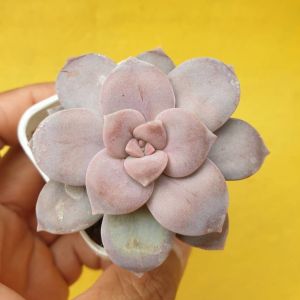 ต้นไม้อวบน้ำ กุหลาบหิน แกร๊ปโตพีทาลัม ซุปเปอร์บัม Graptopetalum Superbum #succulent #Graptopetalum