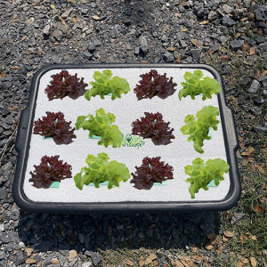 กะบะปลูกผักไฮโดรโปนิกส์ 🍂 ขนาด 12 หลุมพร้อมถ้วยปลูก กระบะปลูกผัก hydroponic ปลูกผักสลัด กระบะปลูกสลัด💦 Garden_rich