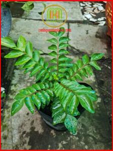 Cây cà ri Ấn Độ giống làm tăng hương vị cho món nướng tặng kèm phân bón trong 3 tháng Minh Hân Garden