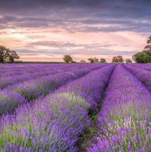 ลาเวนเดอร์กระถางปลูกยุงสี่ฤดูไม้กระถางปลูกต้นไม้ในร่มทนความเย็น100ชิ้น/แพ็ค