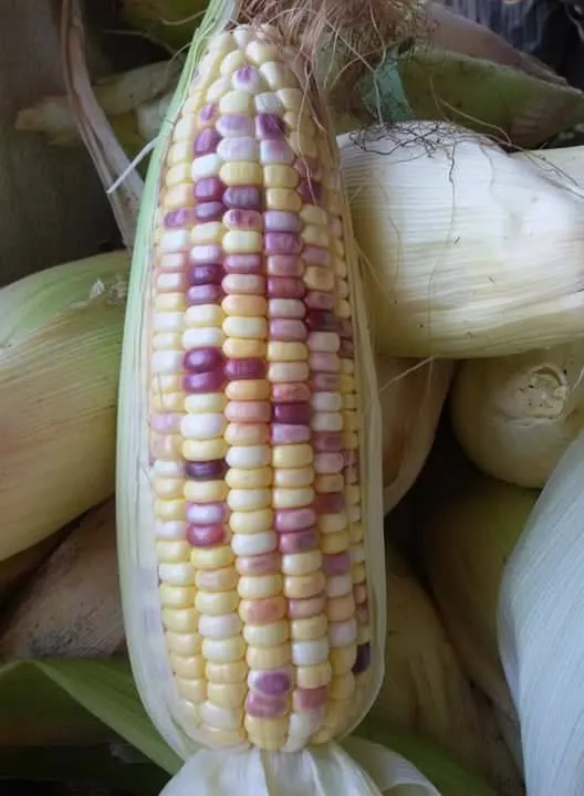 เมล็ดพันธุ์ข้าวโพดข้าวเหนียวหวาน เพรช 3 สี สีสันสดใส